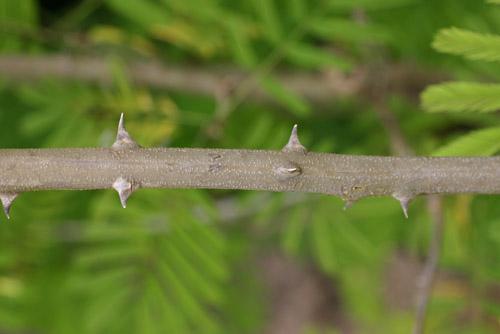 Acacia (Acacia brevispica) thorns