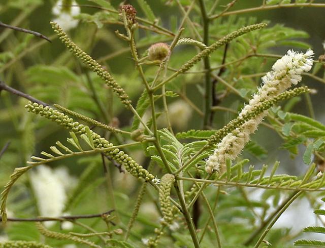 Black cutch (Acacia catechu), India