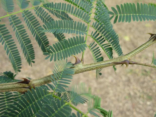 Black cutch (Acacia catechu), stems, leaves and thorns