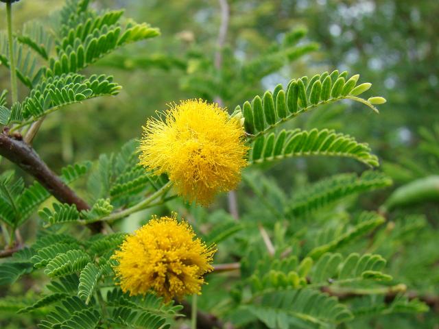 Huizache (Acacia farnesiana) flowers and leaves