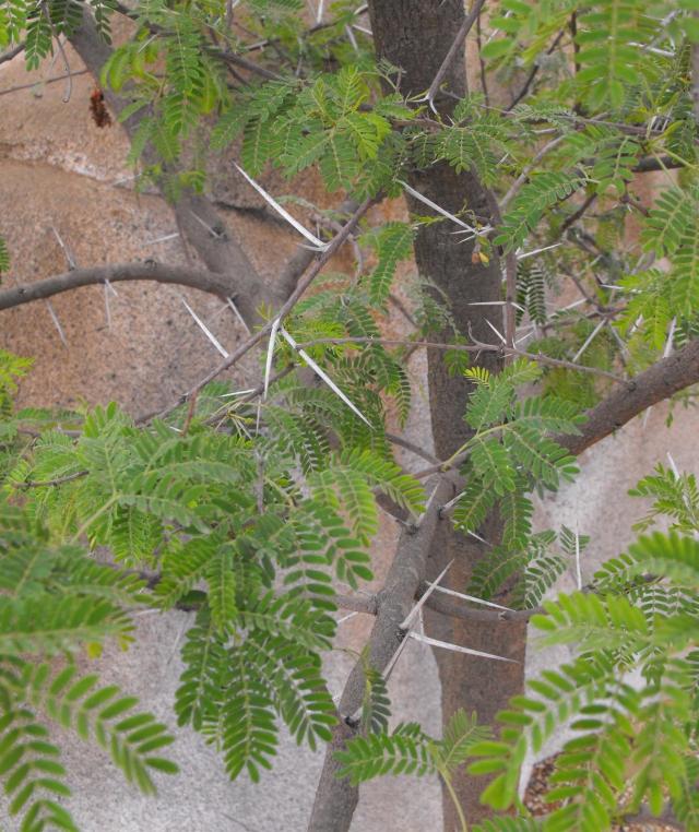 Sweet thorn (Acacia karroo) leaves