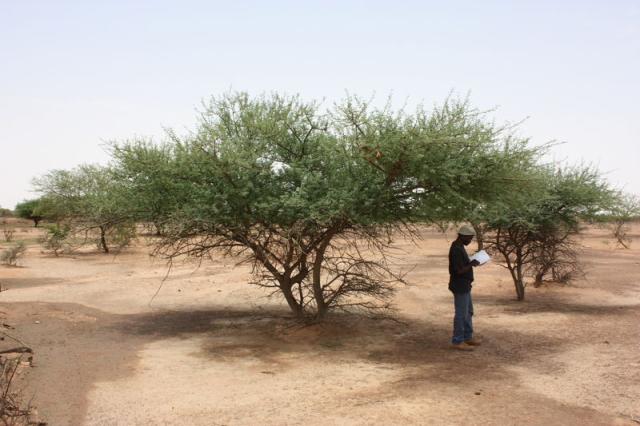 Black-hooked acacia (Senegalia laeta) community, Burkina Faso