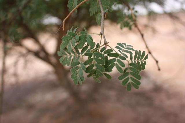 Black-hooked acacia (Acacia laeta) leaves