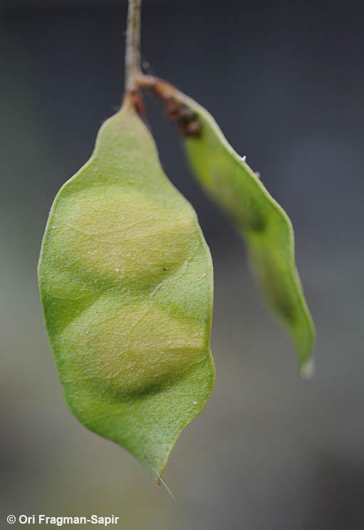 Black-hooked acacia (Acacia laeta) immature pod