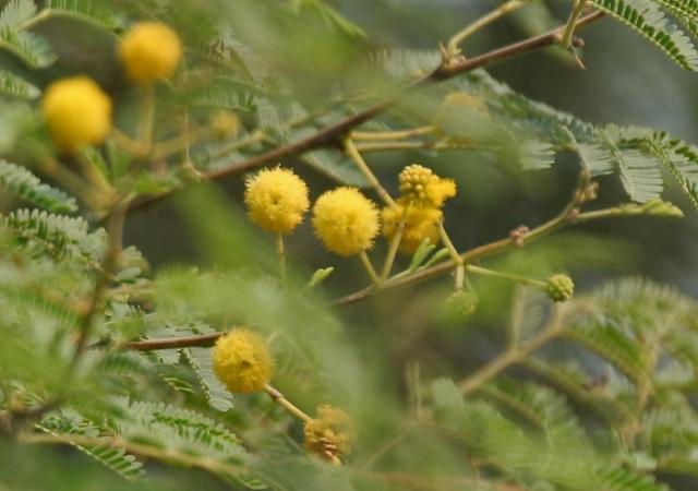 Babul (Acacia nilotica) flowers, India