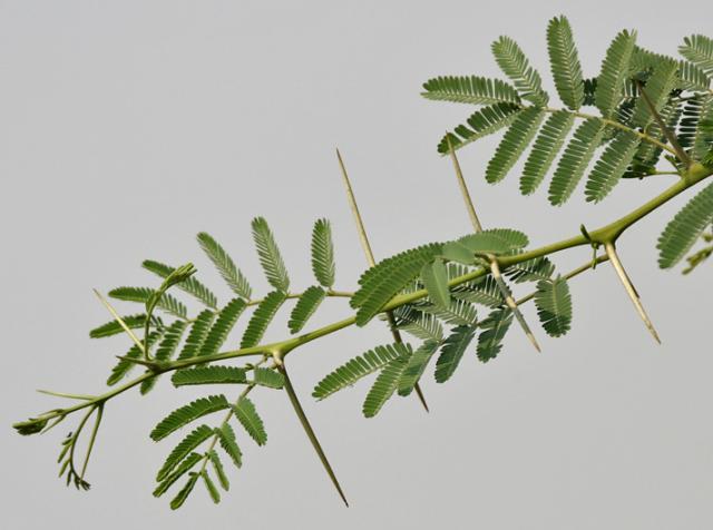 Babul (Acacia nilotica) twigs, Hindaryana, India