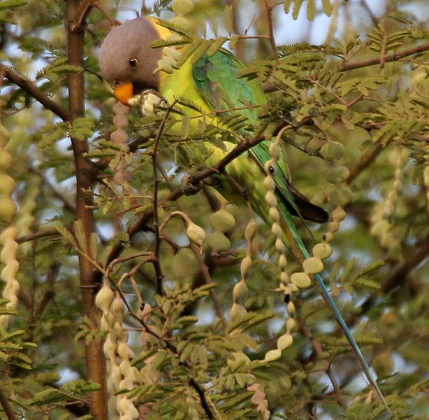 Babul (Acacia nilotica) pods eaten by parakeet, Hyderabad, India