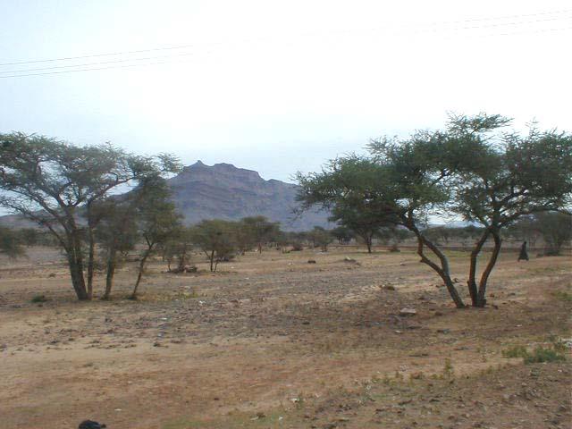 Babul (Acacia nilotica) tree, general habit, Morocco