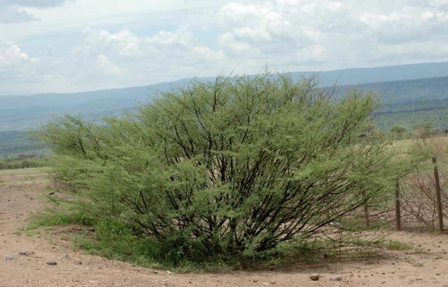 Acacia (Acacia oerfota) shrub