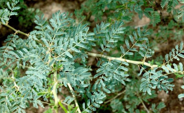Orfot (Acacia oerfota) leaves and thorns