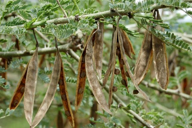 Acacia (Acacia oerfota) pods