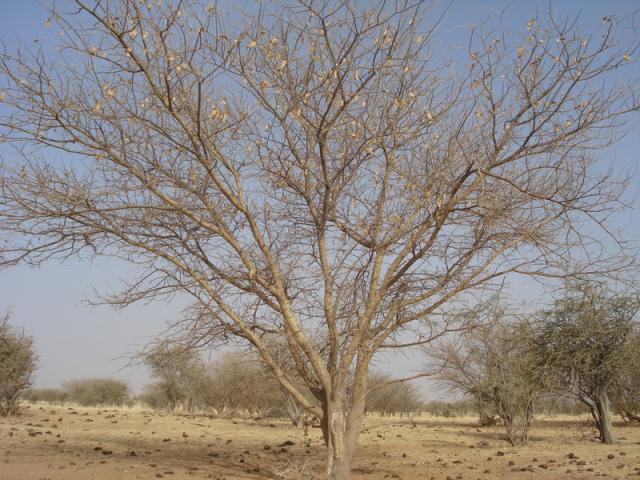 Gum arabic tree (Acacia senegal) without leaves, dry season, Niger