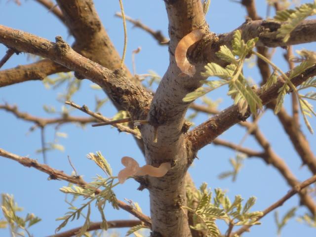 Gum exudates from gum arabic tree (Acacia senegal), Niger