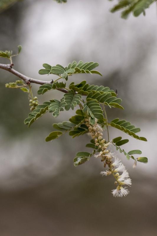 Gum arabic tree (Acacia senegal) leaves and inflorescence