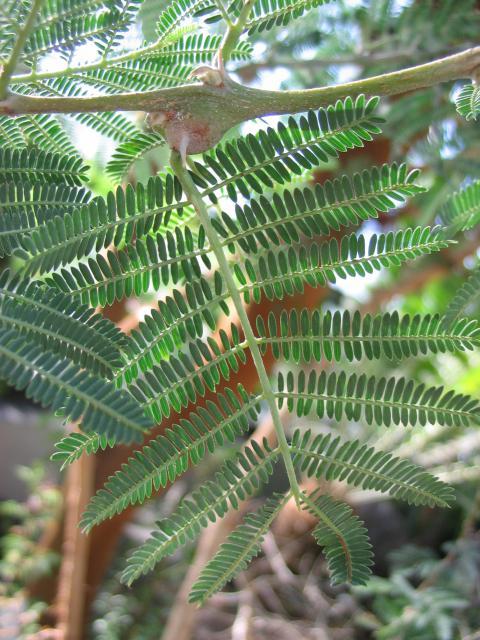 Acacia seyal leaf