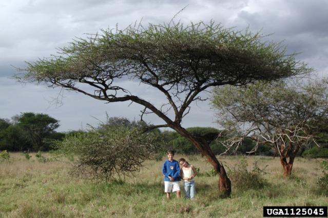 Umbrella thorn (Acacia tortilis), bushveldt savanna, Mkuzi Park, South Africa