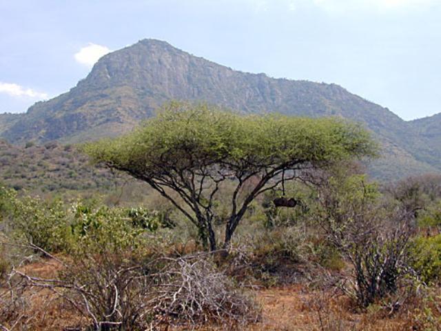 Umbrella thorn (Acacia tortilis)