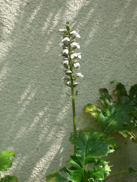 Acanthus (Acanthus mollis)