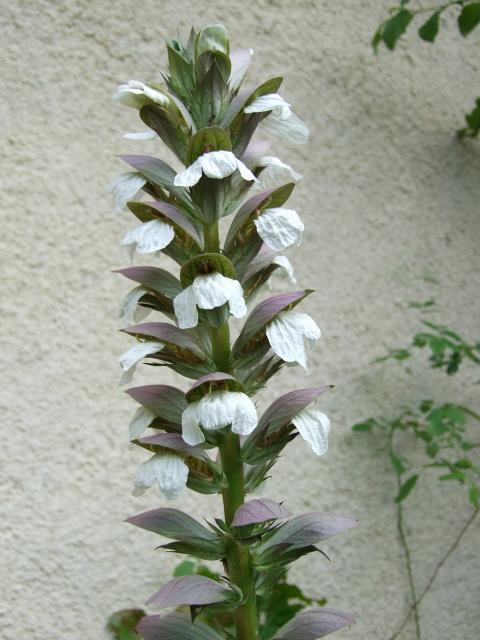 Acanthus (Acanthus mollis)