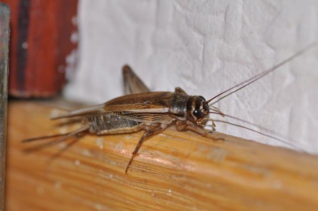House cricket Acheta domestica