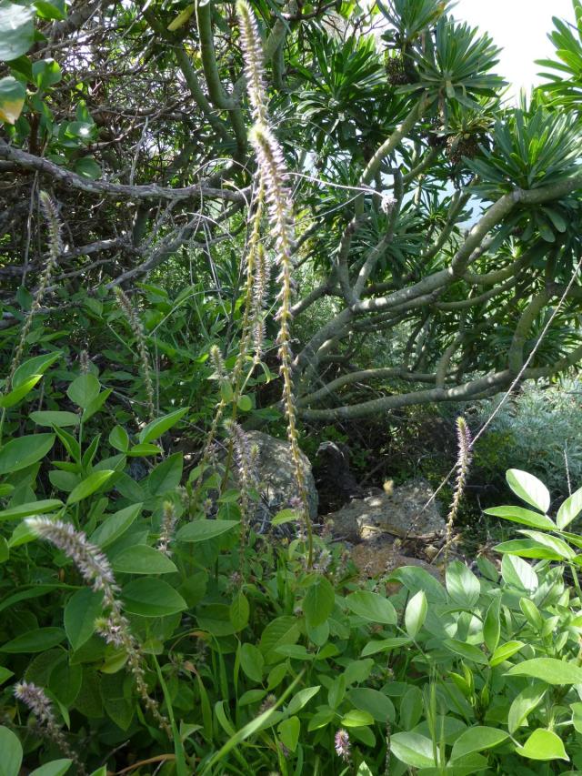 Achyranthes (Achyranthes aspera) leaves and flowers