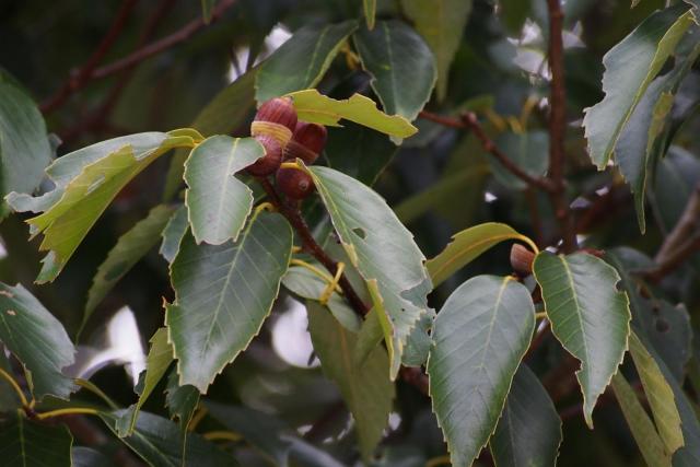 Blue Japanese oak (Quercus glauca), leaves and acorns