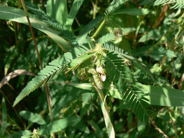 American jointvetch (Aeschynomene americana), foliage