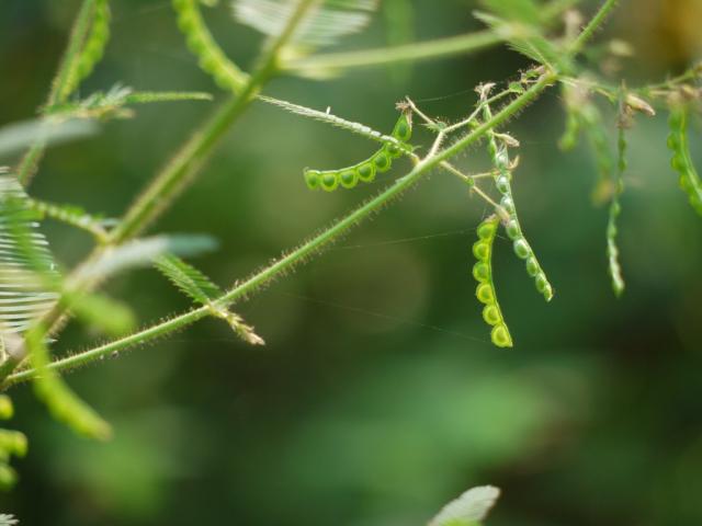 American jointvetch (Aeschynomene americana) pods