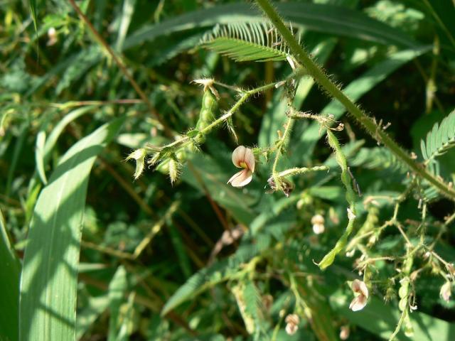 American jointvetch (Aeschynomene americana), flowering habit