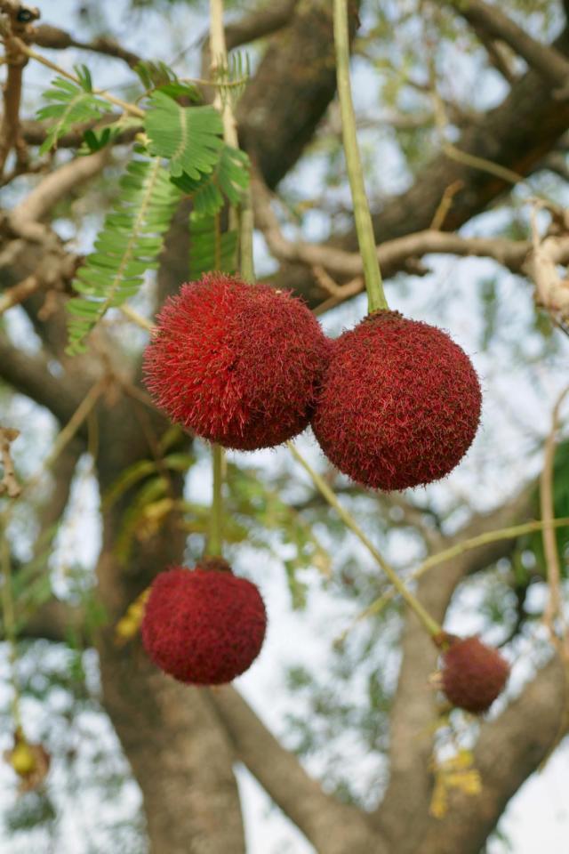 African locust bean (Parkia biglobosa), pending flowerheads, Benin