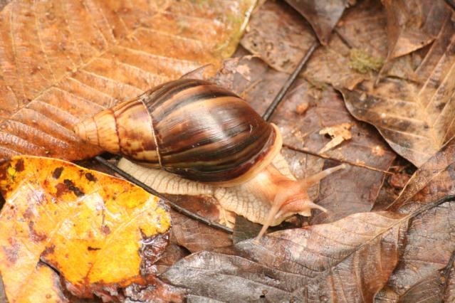 Achatina immaculata (African Land Snail)