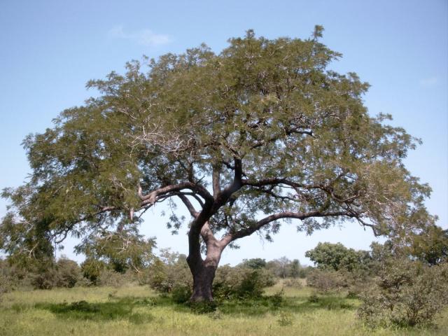 African locust bean (Parkia biglobosa) tree, habit, Burkina Faso