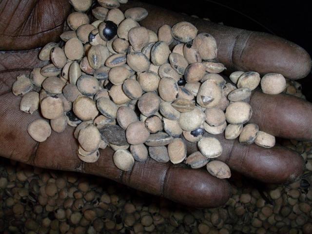 African locust bean (Parkia biglobosa), seeds, Senegal