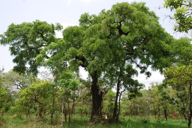 Afzelia african tree, habit, Comoé Park, Ivory Coast