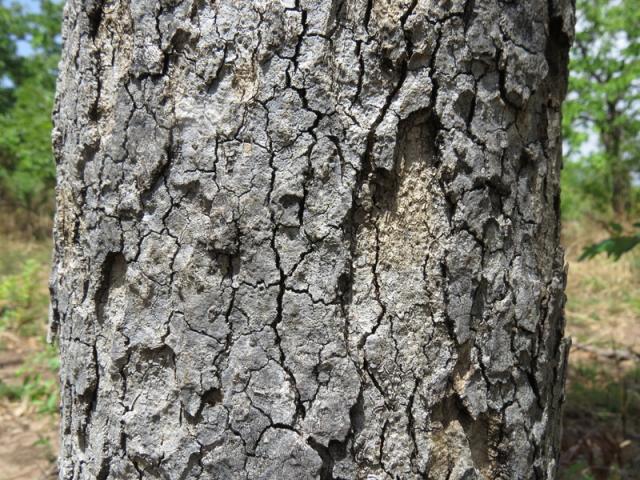 Afzelia africana bark