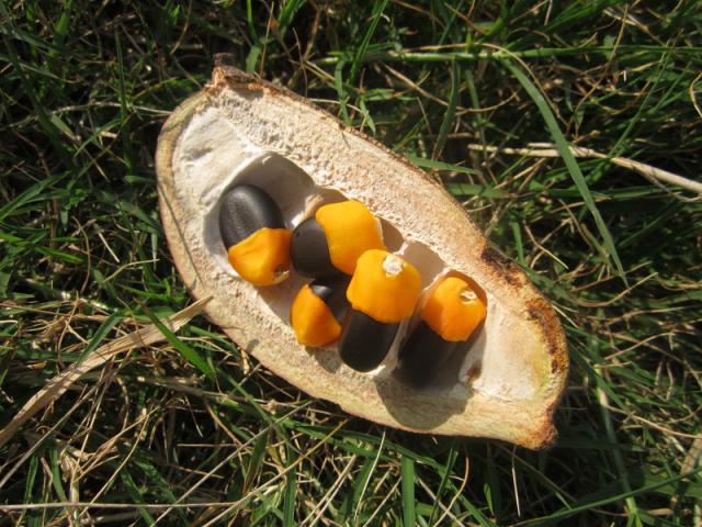 Afzelia africana, fruit (pod) and leaves