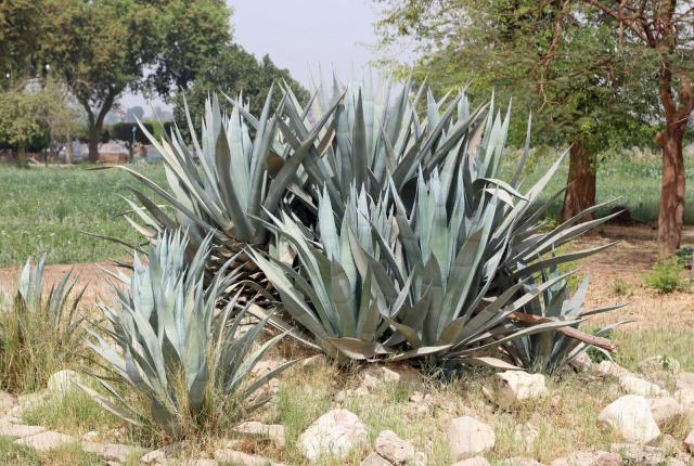 Century plant (Agave americana)