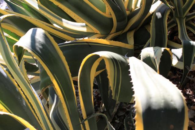 Century plant (Agave americana), leaves