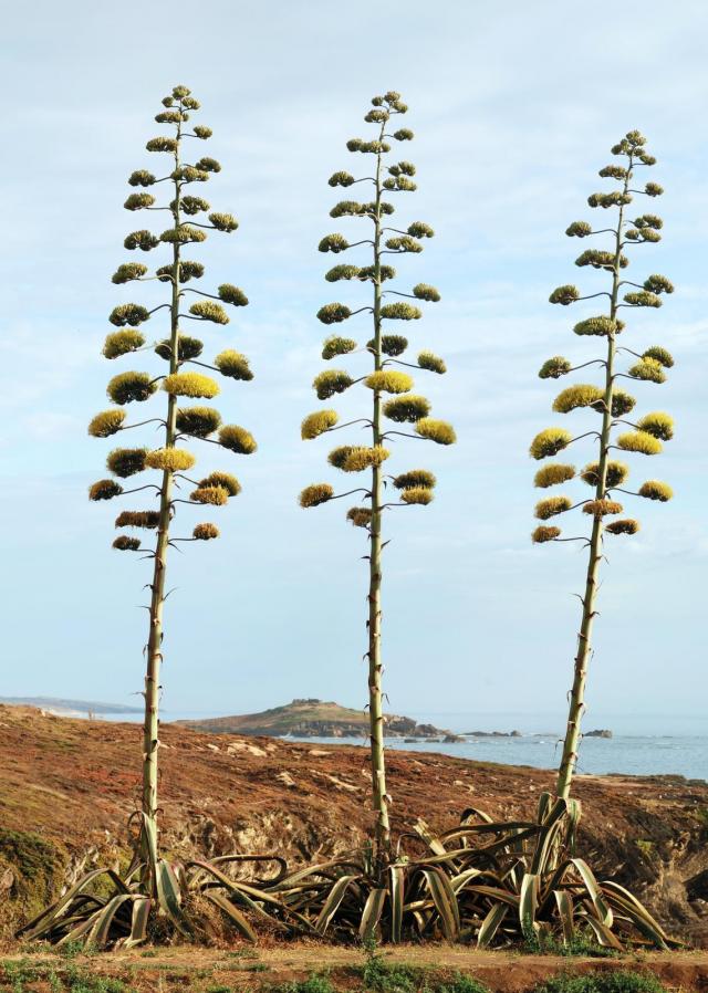 Century plant (Agave americana), in bloom