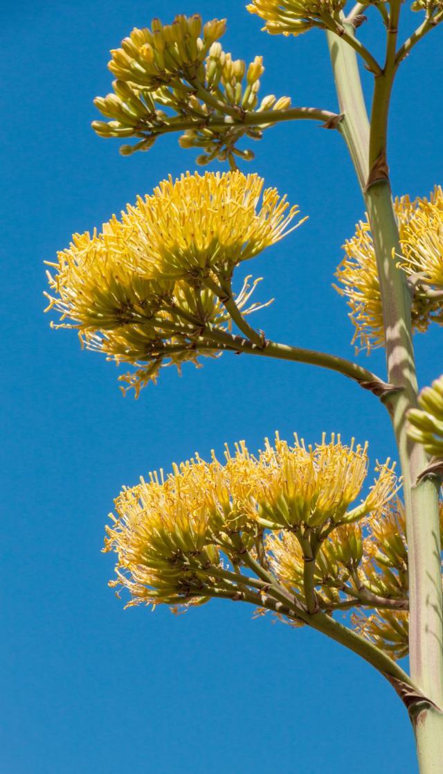 Century plant (Agave americana), flowers