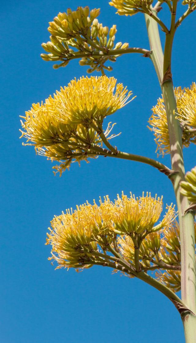 Century plant (Agave americana), flowers