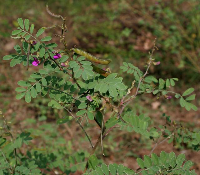 Ahuhu (Tephrosia purpurea), branch