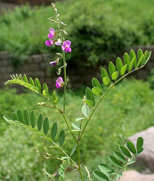 Ahuhu (Tephrosia purpurea), habit