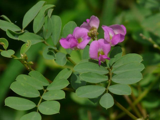Ahuhu (Tephrosia purpurea), leaves and flowers