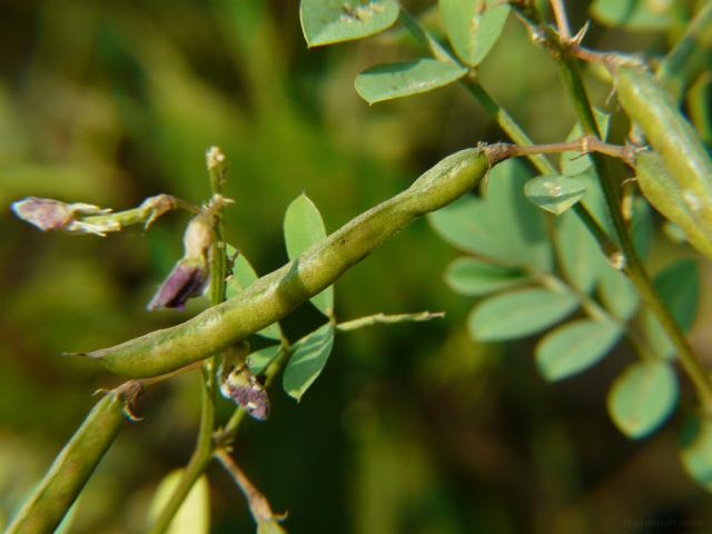 Ahuhu (Tephrosia purpurea), pods