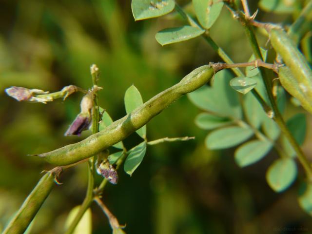 Ahuhu (Tephrosia purpurea), pods