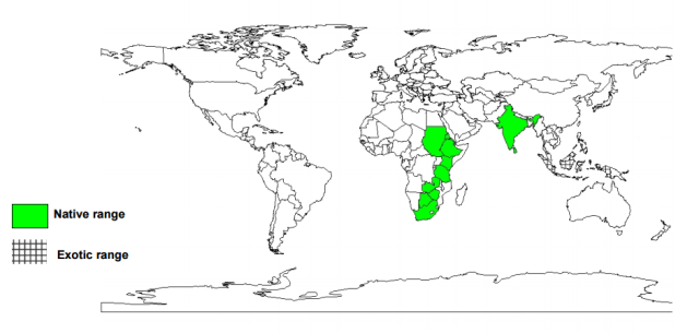 Albizia (Albizia amara), worldwide distribution