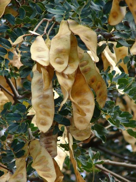 Albizia lebbek, pods, Hawaii