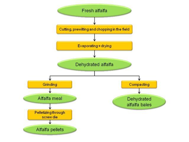 Alfalfa dehydration process