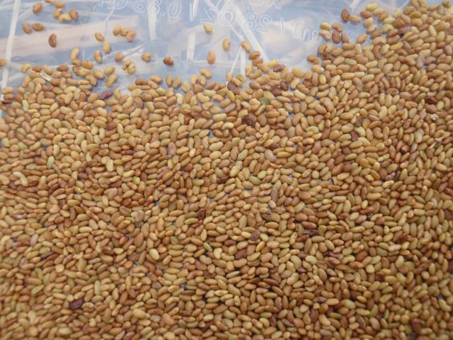 Alfalfa seeds, France